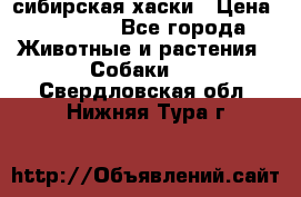 l: сибирская хаски › Цена ­ 10 000 - Все города Животные и растения » Собаки   . Свердловская обл.,Нижняя Тура г.